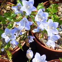 Campanula 'Yvonne'